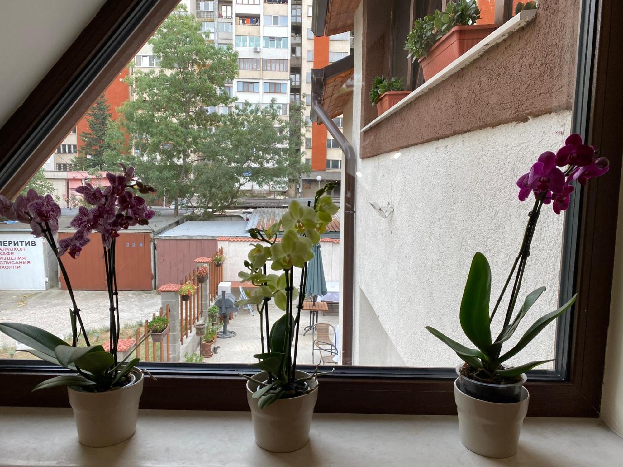 Готель Sofia Family House - Free Parking Екстер'єр фото